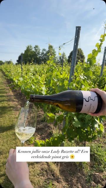 Terwijl de zon over de wijngaard glinstert… ☀️☀️☀️

#pinotgris #belgischewijn #happywinemaker #vineyard #vacation