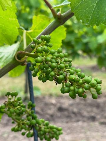 Kijk eens hoe klein ze nog zijn… onze druiven zijn begonnen aan hun rijping! Van zuur naar sappig en smaakvol. Wij tellen alvast af naar de oogst, laat die zon maar komen! 🤗🫣☀️🍇🤞🏻🍀