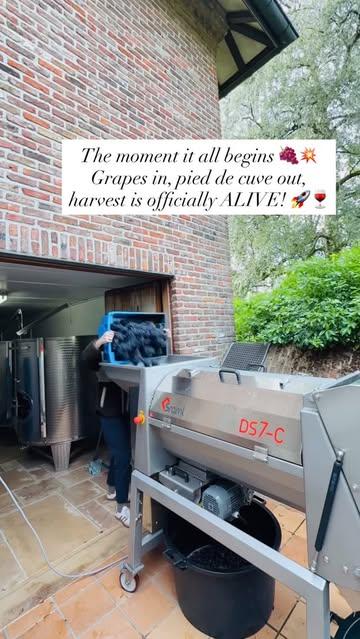 Just a peek behind the cellar doors 🚪🍷onze ‘pied de cuve’ opstarten is één van de belangrijkste momenten voor ons, de natuurlijke gisten op de druiven en in de omgeving zorgen voor een goede opstart van de fermentatie 💚🐝🐞 #belgianwines #happywinemaker #pinotnoir #pieddecuve #belgischewijn
