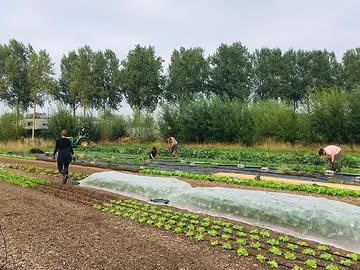 📣 Komende zondag 22 september OPENVELDDAG van 14u tot 17u! 📣
We stellen ons veld open voor iedereen die interesse heeft in onze boerderij! Via een uitgestippelde route kan je ontdekken op welke manier we aan biologische landbouw doen op ons veld. Je krijgt de kans om de groenten die groeien van dichtbij te bestuderen🍅🍆🌶🥬🫑🥕, de varkentjes te begroeten die vrolijk rondgrazen tussen onze schapen🐷🐑, én ook heel wat ander leven te spotten op ons veld. 🪲🐝🐞🦋🪱
Wie wil kan al eens van ons zelfoogstconcept proeven in onze bloemenpluktuin @de_bloemenzee door zelf een boeketje bloemen te oogsten. 💐
Tot zondag! 👋
#openvelddag #knokkeheist #knokkeheistgram #csalandbouw #zelfoogst