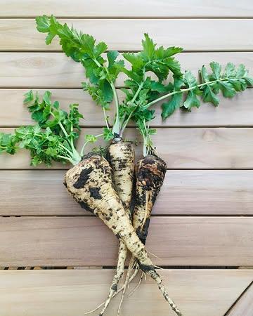 We nemen (bijna) afscheid van de wintergroenten. 👋 Een selectie mocht nog eens poseren voor de lens voor ze een tijdje van ons menu verdwijnen. 📸 
#pastinaak #prei #haverwortel #spruiten #savooi #knolselder #violetducap #etenvolgensdeseizoenen #seizoensgroenten #lokalelandbouw