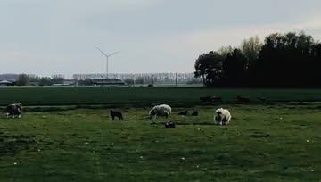 🐑🐣✨Vrolijk Pasen! 🐑 🐣✨