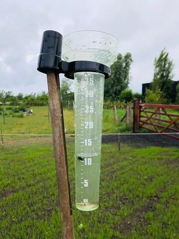 E zien me wieder content met eindelijk een goeie regenbui!  Santé, op ons veld! ☔️ 

#dancingintherain #laathetgrasmaargroeien #laatonzegroentenmaargroeien #drinken #schol #regenregenregen