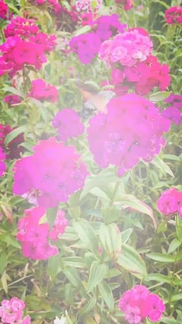 🐝🐛The insects in my garden 🦋🐞🎶
#biodiversiteit #insecten #insectenparadijs #bij #hommels #koolwitje #koninginnenpage #lieveheersbeestje #zweefvlieg #kolibrievlinder #bloementuin #biobloemen #bioweek #boordevolleven