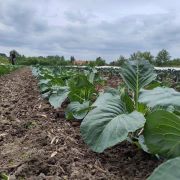 Hoe hou je een veld vol kolen onkruidvrij?

Als bioboer is schoffelen dé oplossing! Een mes snijdt het jonge onkruid net onder de grond af. Op onze grote percelen doen we dit met de tractor en een schoffelbalk. Een oude, tweedehandse machine, maar goed genoeg voor ons. Een extra voordeel van kleigrond? Er kiemt minder onkruid, wat het eeuwige gevecht tegen het onkruid iets lichter maakt.

De rode en witte kolen staan er dit jaar mooi bij. Voor de oogst is het wachten tot het najaar. Nog een paar maand geduld.