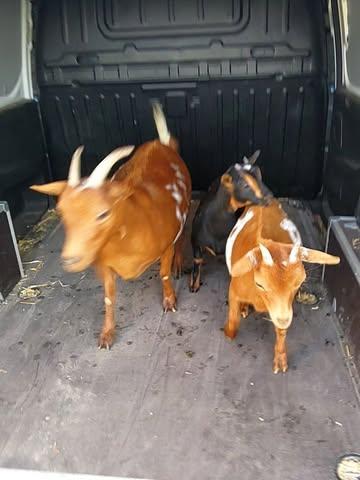 Onze nieuwe bewoners zijn gearriveerd! Kom je hen morgen een bezoekje brengen in onze zomerbar?

Misschien nemen ze wel een fris groen blaadje van je aan. We zorgen dat er verse takken klaar staan.

Verder op de bioboerderij: de eerste tomaten beginnen te rijpen en het is een reuze auberginejaar met reuzenaubergines! Morgen in de boerderijwinkel zowel de klassieke zwarte aubergines als ook witte voor wie iets meer bijzonders wil.

Binnenkort ook aubergine op het bord van de patiënten van @algemeenziekenhuiszeno. Vandaag hebben we acht bakken vol geoogst!

Morgen gaan we opnieuw ijs maken. Twee nieuwe smaken met fruit van onze bioboerderij. Welke denk jij dat het wordt?