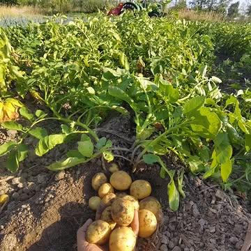 Het is half juli, de eerste patatten zijn er!

Gisteren geoogst, vandaag verpakt en in de winkel en vanavond op je bord?

De boerderijwinkel is vandaag open van 14u tot 18u.

Zonnig weer is ijsjesweer!
Heb je al onze nieuwe smaak, appel-bloemkool, geproefd? De bloemkool zorgt voor een romige structuur, zonder zuivel. We krijgen regelmatig de opmerking dat je de bloemkool niet smaakt. En ja, dat is de bedoeling!
