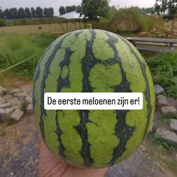 Deze week hebben we de eerste meloenen geoogst: watermeloen en galiameloen. We hebben ook pruimen van verschillende rassen in de boerderijwinkel. Vandaag nog open tot 18u.

De dag is begonnen met gemiezer. Jammer genoeg geen echte regen. Maar is het niet altijd ijsjesweer?

De nieuwe ijssmaken van deze week: vlierbloesem en appel-venkel. De eerste reacties waren: heerlijk, pastis in een ijsje! Heb jij ons zelfgemaakte ijs al geproefd?