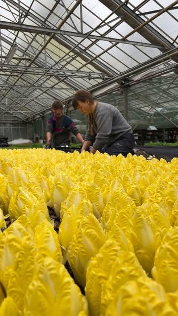 Het is daar weer: Grondig onverwarmd grondwitloof 💃 ! 

#supportlocal #duurzamelandbouw #dowhatyoulove