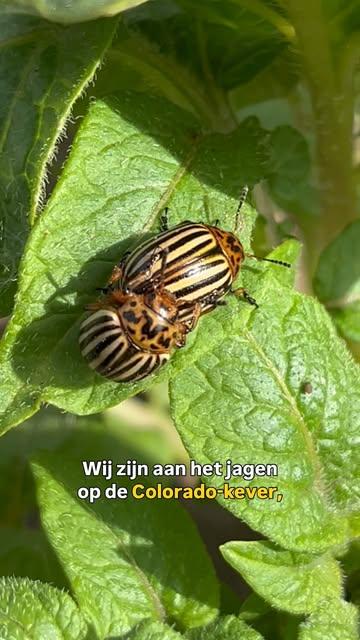 Deze exotische kever willen we liever niet op onze patatjes! Anders kunnen we na dat harde werk geen stoemp eten. 

#duurzamelandbouw #korteketen #dowhatyoulove #supportlocal 

Ps: zeg nu nog eens dat boer Benny veel babies heeft 🤭.