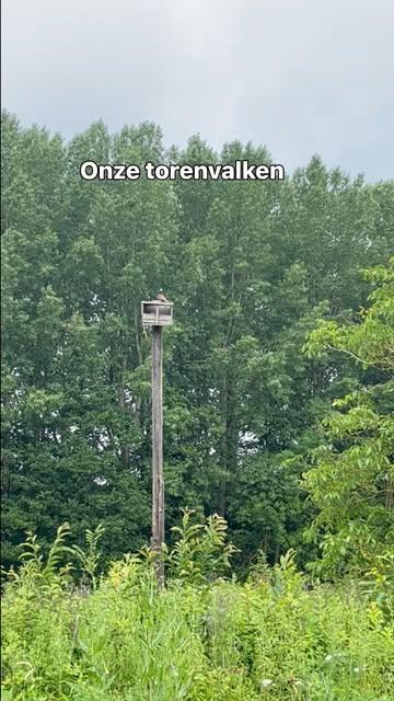 De mooiste werkomgeving die er is? Dat is een veld waar ruimte mag zijn voor natuur! 🐝🦋🐞
In onze bedrijfsmissie lees je “landbouw kan niet zonder natuur, dus zijn zij hier één.”! 
Dus daar gaan we voor! 

En muizen? Die hebben we liever niet in onze bessentuin. Dus dankjewel torenvalken voor het teamwerk! 

🌳Team GRONDIG🌳

#duurzamelandbouw #supportlocal #happyfarmer