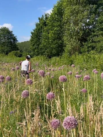 We oogstten de bloemen van de olifantenlook, verzetten de tunnel van de junidragende aardbeien naar de doordragende aardbeien, groetten hoogzwangere Irma in haar bloemenbos, startten een zomer vol spelen op het veld, kregen een boeketje van (alle 🙂) allereerste dahlia’s, vonden een olifantenrups in de olifantenlook en genieten elke ochtend van de weelde aan bessen die er momenteel is: kruisbes, braam, cassis, framboos, witte en rode aalbes afgewerkt met aardbeien. 

Snippers van drukke dagen. We zijn best moe maar tegelijkertijd voldaan en tevreden. Wat een seizoen en wat een community!

👋🏽 Team GRONDIG