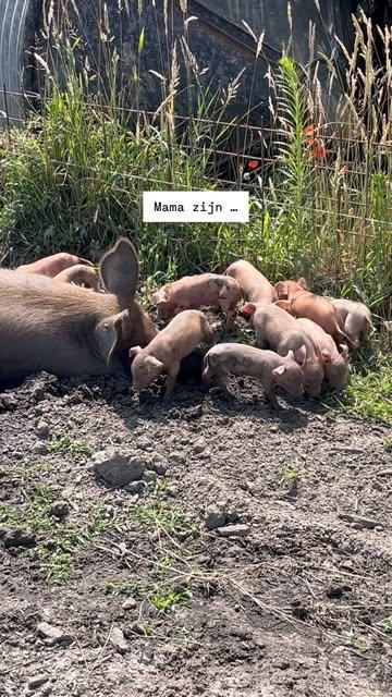 … het is een hele opdracht 😎. 

#farmlife #momlife #dowhatyoulove