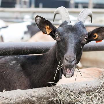 📸 Gitte Brauns bezocht onze boerderij en heeft onze geitjes prachtig in beeld gebracht. 😍 Ook ezels Floris en Govaert bleven niet onopgemerkt en wisten zich voor haar lens te wringen. 😆

#gittebrauns #karditselboerderij