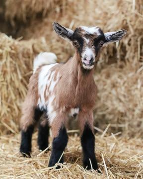 Aanstaande zondag is het zover: Lammetjesdag op de Karditsel-boerderij! 🐑☀️Tussen 13u en 18u ben je van harte welkom op onze boerderij in Lummen. 

Praktische info voor je bezoek:
🚗 Parkeren: Kom zoveel mogelijk met de fiets! Kom je toch met de auto? Parkeer deze dan in de Goerenstraat.
🚭 Rookverbod: Omwille van de veiligheid en het dierenwelzijn geldt er een strikt rookverbod op het volledige erf.
❄️ Koeltasje: Vergeet je koeltas niet om je verse kazen koel mee naar huis te nemen. Laat je jouw aankoop liever bij ons staan tot je vertrekt? Dat kan uiteraard!
🌸 De toegang is volledig gratis. Breng gerust familie, vrienden en buren mee. 

Programma & Activiteiten:
✨ Knuffel met de lammetjes en ontdek het reilen en zeilen op onze boerderij. Om 17u ben je welkom in de grote stal voor het melken van de geiten.
🧀 Ontdek de volledige Karditsel-familie, proef je favorieten en laat je adviseren door onze kaasmakers. De kaasstand is doorlopend geopend.
🥞 Geniet van pannenkoeken en ijs van de IJsboetiek (gemaakt met onze geitenmelk), wijnen van het Limburgs Wijnhuis en sappen van Den Boogerd. De eet- en drankstanden zijn doorlopend open.
🎨 Voor de allerkleinsten: Knutseltafel, schminkhoek met Gianna (14u-17u) en voorleesuurtjes met oma Maggy (14u30 en 16u).

Tot zondag! 🐐✨ Wij kijken er alvast naar uit om jullie te verwelkomen!