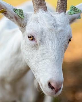 Wist je dat je bij ons ook terecht kunt voor verse, biologische geitenmelk? 🐐🥛

Verse geitenmelk is lichter verteerbaar en wordt vaak beter verdragen dan koemelk. Het bevat van nature meer korte- en middellangeketenvetzuren (MCT's) en andere eiwitten, waardoor mineralen zoals calcium en ijzer makkelijker door het lichaam worden opgenomen.

🍦We zijn trots dat de IJsboetiek in Kermt onze dagverse melk gebruikt voor hun ambachtelijk geitenijs. Een absolute aanrader, zeker als je weet dat hun ijs enkele jaren geleden werd verkozen tot het lekkerste ijs van Limburg! 🍦

Heb je vragen of interesse? Neem dan contact met ons op via kaas@karditsel.be.
