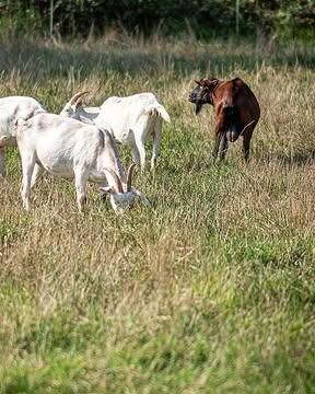 1/3: Dank aan alle nieuwe volgers voor jullie interesse in ons ambacht. We geven je in drie opeenvolgende berichten graag een inkijk in het productieproces van een van onze meest geliefde en bekroonde kazen: Aurélie.

🐐🥛 Van melken tot wrongel

Alles begint bij onze geiten! We werken uitsluitend met biologische geitenmelk die niet wordt gepasteuriseerd, zodat alle nuttige bestanddelen behouden blijven. De melk wordt opgewarmd tot stremtemperatuur en blijft 24 uur in de stremkamer staan tot de melk omgezet is naar wrongel. Vervolgens scheppen we de wrongel met de hand in de vormen. Omdat Aurélie een smalle vorm heeft, vergt dit proces veel aandacht; we blijven minstens vijf uur lang bijvullen tot de wei voldoende is weggelekt.
