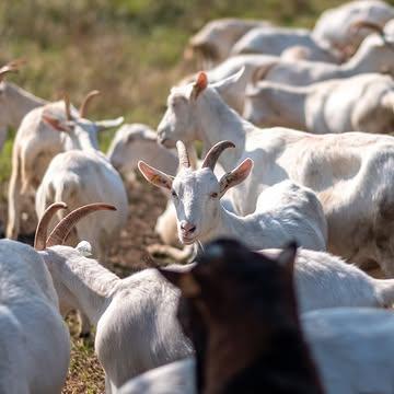 ☀️ Nu de (eerste) hittegolf achter de rug is, kunnen onze geiten weer comfortabel grazen. Het zijn totaal geen zonnekloppers en ze verkiezen vooral de rust en koelte van onze grote stal. #karditselboerderij