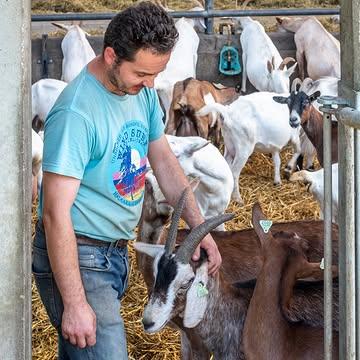 Boer Koen en zijn geiten. 🐐 Hij kent ze allemaal bij naam.
Onze kudde is een mix ivan erfgoed en moderne variëteiten. Van zeldzame Belgische rassen zoals de Vlaamse en Kempense geiten tot meer eigentijdse varianten zoals de Belgische hertegeit en de Anglo-Nubische geit. Die diversiteit zorgt precies voor de rijke, kwalitatieve melk die onze biologische geitenkazen zo smaakvol maakt. 🧀✨