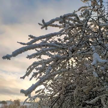 Life's journey lately.
Blossoms under the snow, ☕ @chez.karma
Finding inspiration in my surroundings for the glaze color palette, as always.
.
A major step on the wood kiln project: the shed is finally up 🪵🪓🌿 (inner celebration!) - bricks were stored all winter to pursue the construction soon. 
.
The shed is bigger than expected, but better safe than sorry with the kiln's height.
That means a taller chimney, more bricks, and a bigger budget...
It'll be more visible from the house, but that's part of it.
No wind turbines in the view, just a wood kiln... 🙈 and somehow it grounds me here, which I still have to accept. 
.
I haven't posted much recently, unsure if this is still relevant or seen by anyone, but this is worth sharing, right? 
.
PS: the pre-order section on the website is almost ready. I wanted to do a drop with limited time but I am changing my mind and will let it open for as long as I reach my making capacity. 
.
{FR}
La vie ces jours-ci.
Les flocons printaniers, l'avancée sur le projet de four à bois (on va pouvoir continuer à construire au sec!), les émaux de cendres en accord avec la gamme chromatique du moment, un café chez @chez.karma, 3 saisons en une journée.
.
La section des pré-commandes pour les assiettes creuses est presque prête sur le site, une newsletter arrive. La temporalité a été bousculée par plein de projets en parallèle. 
.
Doux lundi 🌸❄️☀️🌱☕🪵🪓