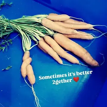 Together we make it work ❤️

#biodynamischelandbouw
#biodynamischeboerderijourobouros
#topteam
#topklanten
#youneverfarmalone