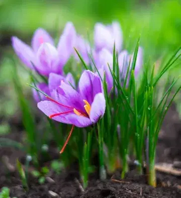 Een veel gestelde vraag: 'is er verschil in saffraan'? 'Hoe zie je dat?' 'Hoe smaakt die van jullie tov andere?'....
.
Une question très intéressante: 'y a t'il une différence entre le safran de chez vous et un autre safran?'
.
How about the question : 'is there any difference between your saffron and other saffron?'
.
🌸✨🌸✨🌸
.
Benieuwd over hoe, waarom, ....?
Wij leggen dat graag uit (ja, nog steeds 😁). Vanaf april. Check gerust onze site. Stuur ons een mailtje,....
.
Si vous voulez bien en savoir plus.... Contactez-nous!
.
#groepsbezoeken #visitesguidees 
.
linda@belgischesaffraan.be 
.
www.belgischesaffraan.be/activiteiten/

Pic: @miedb