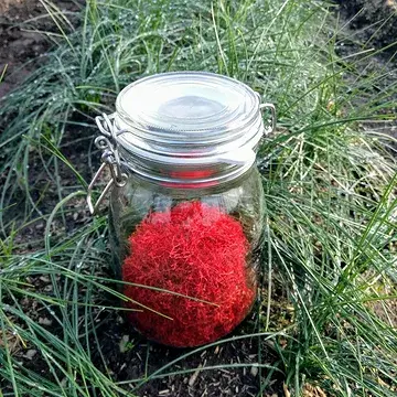 Blue Monday?
.
Make it more red! ♥️
.
Wist je dat saffraan aangewezen kan worden bij neerslachtigheid?
.
Wist je dat Cleopatra een bad nam van ezelinnenmelk en saffraan?
.
Wist je dat saffraan zowel in zoete als hartige gerechten past?
.
👉Wil je graag nog veel meer horen, zien, ruiken en proeven ?
.
Check onze website bij 'activiteiten' 
www.belgischesaffraan.be
.
Meer info nodig? Mail ons! ✨
👉linda @ belgischesaffraan. be
.
#belgischesaffraan #safranbelge #belgiansaffron