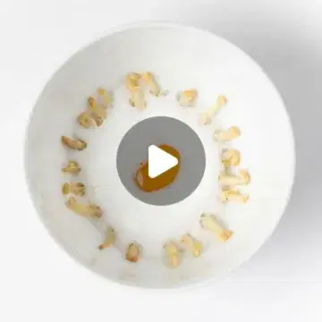 Reposted from @timboury @null 𝐇𝐨𝐩 𝐬𝐡𝐨𝐨𝐭𝐬: “𝐭𝐡𝐞 𝐰𝐡𝐢𝐭𝐞 𝐠𝐨𝐥𝐝 𝐨𝐟 𝐅𝐥𝐚𝐧𝐝𝐞𝐫𝐬”
One of the rarest vegetables in the world. 
Harvested for generations in the fields around Nieuwkerke and Poperinge, the region where I grew up.
Hand picked and only around for a few short weeks each year.
Perfect to pair with our own “Flavas beer” @boury_bottled 

𝐀 𝐬𝐡𝐨𝐫𝐭 𝐦𝐨𝐦𝐞𝐧𝐭 𝐢𝐧 𝐭𝐡𝐞 𝐲𝐞𝐚𝐫, 𝐛𝐮𝐭 𝐬𝐨𝐦𝐞𝐭𝐡𝐢𝐧𝐠 𝐭𝐫𝐮𝐥𝐲 𝐬𝐩𝐞𝐜𝐢𝐚𝐥 ❤️ 
.
Sooooo true!💖
.
But!
.
White gold and red gold, it's a match made in heaven! 🥰
Why? 
Because of the precious taste: the delicate bitterness, the fresh and earthy combination of both and their exquise Belgian quality. 
.
#itisisntit #believeme #belgischesaffraan #topchef