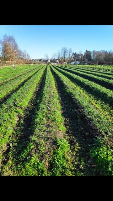When art meets publisher meets farmers meet chefs meet cultures
.
❤️🧡💛💙💜
.
#flame #dedication #belgischesaffraan #books #multicolor