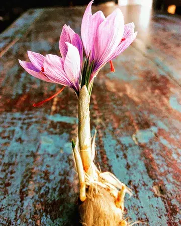 Congrats to our colleagues down under for picking the most precious flowers.
.
Proficiat beste Australische en Nieuw Zeelandse collega's met het oogsten van deze prachtige blommekes.
.
💮💚💮💚💮
.
#belgischesaffraan #belgiansaffron #crocussativus