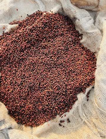 #ingredientsdumonde #since1991 #poivrebaffia 

Il est de retour, Le poivre rouge de Baffia de Côte d’Ivoire vient tout juste de rentrer !!

  Après une dernière saison compromise avec un temps incertain en Afrique de l’Ouest, qui avait rendu compliqué le séchage du poivre rouge vendange tardive, et une qualité de poivre rouge moyenne. Cette année nous avons pu anticipé et aidé Benjamin, notre producteur de Côte d’Ivoire de ce munir d’un vrai séchoir de pro, en lui payant en avance la moitié de la récolte. Un résultat d’une qualité aussi exceptionnelle que celle de Kampot au Cambodge que nous avons hâte de vous faire découvrir. 

  Le process est très complexe, dans un premier temps on sélectionne les grains rouges directement sur la grappe de poivres,  un à un à la main, car le stade de maturité est différent sur une même grappe. Pour fixer la « chaire » qui entoure la graine de poivre, on l’éboulante à 90 ° pendant 10 minutes et ensuite on garde ses grains de poivres dans dans des sacs en toiles de jutes jusqu’au lendemain. Ensuite vient le séchage lent au séchoir, puis à l’air libre pour fixer une qualité exceptionnelle. Le fruit d’une collaboration afin de préserver et de pérenniser un écosystème fragile et porteur de projets d’avenir.

🍃🌍🌍🌍🍃