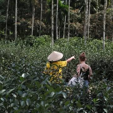 Our Serendipitous Encounter with Taiwan’s Best Black Tea 🍃

During our very first trip to Taiwan back in 2016, we accidentally drove past the tea plantation of James and his mother, Angel. What caught our eye was the large, welcoming shop next to their tea fields — quite unusual, since most farmers in Taiwan sell tea straight from their homes, often blending living space, workshop, and tea room all into one.

At first, we were a bit skeptical — could such a big, polished place really make good tea? But as soon as we stepped inside, we were greeted with the warmest smiles and invited to taste their teas for hours. One sip of their black tea, and we were speechless. The depth, sweetness, and honey notes were simply unforgettable.

To our surprise, we learned that James and Angel’s Honey Black Tea had already twice won the title of Best Black Tea in the World! 🏆 Their dedication and craftsmanship had made them famous across Taiwan — a must-visit stop for local tea lovers and travelers alike.

When we later founded MIST, we knew without hesitation that we wanted to include their tea in our collection. Nine years later, we’re still working together — and every visit feels like coming home. 🧡

✨ Discover this extraordinary tea at mistteas.com or visit us in-store!

#specialtytea #blacktea #honeyblack #directtrade #taiwantea #mistteas #teastory