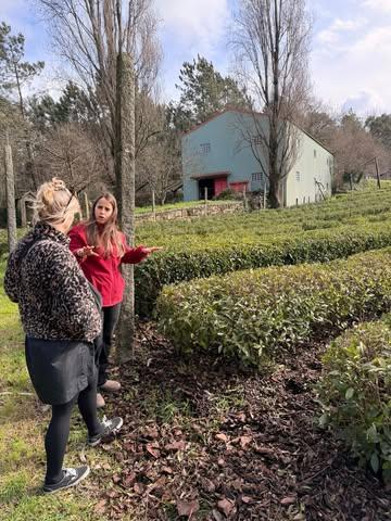 Pure Tea in Portugal🍃🇵🇹

Today we had the opportunity to visit a tea plantation near Porto, Portugal. A few years ago, I already had the pleasure of tasting their delicious green tea. 
During this visit, we were also able to try their medium-oxidised oolong tea, entirely produced in Portugal. Absolutely delicious !

@_chacamelia_ Camellia is a beautiful and truly unique project. If you ever have the chance to visit, it is highly recommended. 🧡

#tea #portugal #oolong #green #teatasting