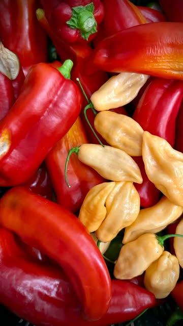 Bref aperçu de la carte de cette semaine chez Vilain ✌🏻 Infos et reservations : www.vilainrestaurant.be (lien en bio)

Merci à nos fournisseurs @humbertocitrus @terres_gourmandes_potagers @el_jardiniero_du_7000 @maustitchi @paris_brussels_gastronomy @van_engelandt 

#vilainrestaurant #restaurantcharleroi