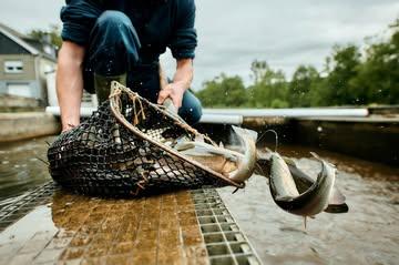 La saison de la pêche en rivière vient d’ouvrir! 🐟🎣
Vous avez promis 5 truites et vous rentrez bredouille ? Pas de soucis ! 💙
📌 La pisciculture Mathonet est là pour vous ! 💙
Entière, en filet papillon, fumée ou en mousse, on a tout ce qu'il vous faut pour rentrer en héro à la maison ! 🦸🏼‍♂️💪🏻💙