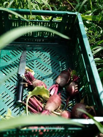 Nouveau menu à partir de ce jeudi 19 février 🌃

C’est souvent les périodes les plus complexes… 

Le potager se prépare, le soleil reste timide, et l’imagination peine à trouver du carburant au milieu du froid, de la pluie et des nouvelles. 

Mais j’ai trouvé un axe : des plats réconfortants, des saveurs umami, des légumes de conservation et de magnifiques sauces.

Nous sommes complets cette semaine, et les suivantes se remplissent à grande vitesse.

Merci à vous !
Ps: Bloquez vite une date.

Belle vie ✨