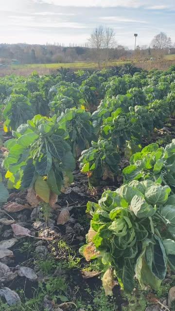 La vie est belle chez Petit Pays ☀️
Volaille croustillante, ail noir, miel et thym citron 
#restaurantnamur #cuisinedesaison #cuisineradicale #localfoods #namurbelgium