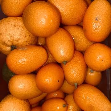 🍋 DES AGRUMES EN BELGIQUE ?

Oui, c’est officiel — et ça me rend fou de joie.

Ça fait 5 ans que je travaille là-dessus.
5 ans à chercher comment apporter fraîcheur, acidité et tension dans mes plats sans dépendre de fruits importés, cueillis avant maturité et transportés en avion.

À Verlaine, près de Huy, Éric Brumenil cultive en biodynamie des agrumes rares et soigneusement acclimatés — yuzu, sudachi, satsuma, faustrime, finger lime… Des variétés qu’on ne voit pas ici, avec une intensité qui n’a rien à voir avec la merde qu’on importe.

Oui, je le dis. Ce qu’on importe, c’est fade, standardisé, cueilli trop tôt pour survivre au transport.

Ici, c’est un travail de sol vivant, de patience, d’obsession du détail et de maturité juste.

Je m’emballe peut-être… mais franchement, ça change tout.

Ce matin, 9 variétés sont arrivées au restaurant.