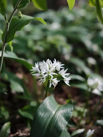 Le menu s’actualise pour la semaine qui arrive !

Il reste des tables tous les jours… sauf samedi 👀

Au programme :
La saison de l’ail des ours qui commence 🌿
Une magnifique asperge grillée et laquée, avec un beurre de zinzin
De belles bouteilles
Une glace au pain grillé plutôt intéressante
Et l’apéro est offert (bon… en vrai vous l’avez déjà payé, mais on fait comme si )

Réservations via petitpays.be