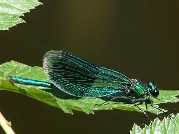 Enkele typische bewoners rondom de molen: Weidebeekjuffer, beekforel, rivierdonderpad, ijsvogel, bruine kikker, witte reiger, wilde eend en grote gele kwikstaart.
