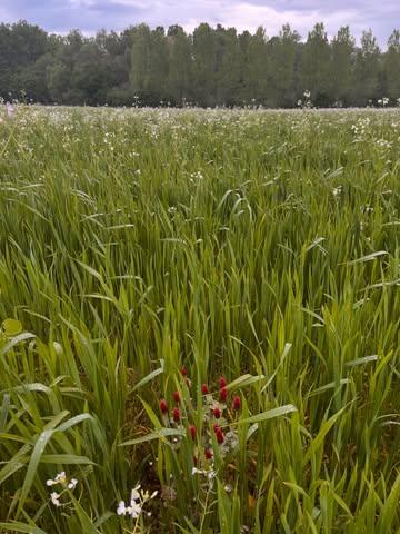 Dit veld is in omschakeling en wordt voor het tweede jaar op rij hersteld volgens de biodynamische principes. In harmonie met natuur, bodem en kosmos groeit hier het graan. @kollebloem