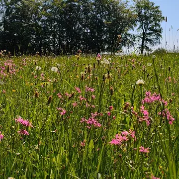La nourriture principale 
de nos vaches - 
l'herbe dans toute sa biodiversité. 🌱