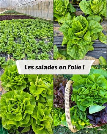 De la serre à l'étal pour un maximum de fraîcheur et de saveur !
Elles sont belles, croquantes, tendres… et surtout tout juste récoltées 🥬

Nos salades poussent à leur rythme, dans nos serres 💚

sucrine, laitue, feuille de chêne, batavia... À retrouver au magasin, selon la récolte du moment.

#LaFermeDuMaustitchi #SaladesDeLaFerme #BioLocal #CircuitCourt #Fraîcheur #LégumesDeSaison
