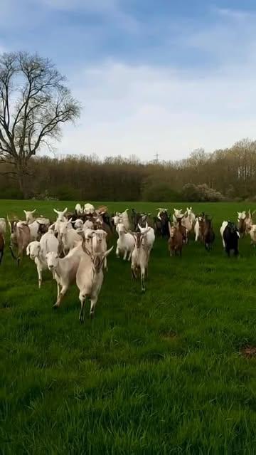 Les fromages de la Chèvrerie de la Machine vous connaissez ? 🐐🧀
Un producteur local avec des saveurs qui changent : herbes, épices, mélanges gourmands… toujours frais, toujours délicieux 😋
Passez découvrir votre préféré !
#producteurlocal #chevrerieDeLaMachine #fromages #fromagedechevre #goutsvaries #terroir #circuitcourt #produitslocaux #gourmandise #dansnosrayons