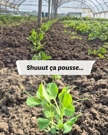 Les plants de petits pois grandissent bien au chaud dans les serres !
On les veille, on les laisse prendre leur temps, petit à petit💚

Encore un peu de patience… les premières récoltes se préparent doucement 😋

#LaFermeDuMaustitchi #PetitsPois #DansLesSerres #ÇaPousse #PrintempsALaFerme #BioLocal #CircuitCourt