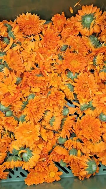Oogst binnen halen voor (on)kruidenthee: goudsbloemen, citroenmelisse, dropplant en nu drogen maar. 

(on)kruid want onkruid bestaat niet 

Dropplant voor @figa_kombucha 
Goudsbloemen en citroenmelisse voor @wilder.land
Bestellen via @calabi.be (link in bio)