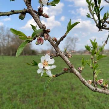 Lente op de boerderij!! 🌺✨🌺

Op de boerderij is het nu volop lente! De kerspruim is ieder jaar de eerste om volop in bloei te staan en ook dit jaar staat hij weer te stralen vol witte bloesems. De pas aangeplante bomen voor agroforestry laten zien dat ze het hier helemaal naar hun zin hebben door hun eerste bloesems te tonen. Ondertussen zoemen de bijen van @bijen_en_kruiden vrolijk rond en genieten ze van al dat moois onder de stralende zon.

In de serre staan de zaailingen al met hun kopjes boven de grond, klaar om binnenkort uitgeplant te worden. De kraakverse sla ziet er nu al heerlijk uit om van te smullen! In de tuin bereiden we ondertussen de grond volop voor om te kunnen zaaien en planten. Ook met direct zaaien zijn we hier alvast gestart: vandaag gingen de zaden van de warmoes rechtstreeks de grond in. Nog even geduld en dan staat de warmoes hier weer prachtig te stralen met al zijn mooie kleuren!

Mee genieten van al dat lekkers dat er binnenkort aankomt? Inschrijven kan via onze website: https://strackxhoeve.be/winkelen/