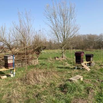 Onze bijen nodigen jullie graag uit op de boerderij!

De dagen worden langer en de zonnestralen nodigen de bijen uit om weer uit hun nest te komen. Hierdoor begint het bijenvolk op de boerderij in een nieuw ritme te ademen.

Imker Olga van @bijen_en_kruiden nodigt jullie graag uit op de boerderij om mee te kijken naar de bijen. Geen imkercursus of technische uitleg, wel een ervaring van de wondere bijen die leven volgens een ritme dat ouder is dan wij allemaal. We luisteren naar het zachte zoemen, we voelen de warmte van de kast, we ruiken de geur van was en honing. En dan openen we, heel rustig, de bijenkast.

Je ziet
✨het verschil tussen werksters en darren
✨bijen die stuifmeel dragen als kleine zonnebollen
✨cellen vol honing, stuifmeel, larven en poppen
✨soms een jonge bij die net geboren wordt
✨en met een beetje geluk: de koningin, een majesteitelijke aanwezigheid

Het is een moment van kijken, voelen, ruiken, luisteren. Een ontmoeting die je niet met je hoofd ervaart, maar met je hele lichaam. Voor deze lente organiseert Olga twee sessies aan de bijenstand op de boerderij: één op een weekdag en één op een weekenddag. Heel klein, heel rustig, heel nabij.

👉 Inschrijven kan hier: https://www.bijen-en-kruiden.be/creatieve-kruidenkracht/workshop-een-ontmoeting-met-het-bijenvolk