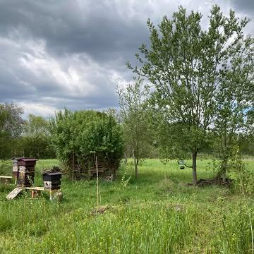 Een boomstam-bijenwoning op de boerderij!

Imker Olga van @bijen_en_kruiden plaatst woensdag voormiddag een traditionele boomstam-bijenwoning op de boerderij. Boomstamimkeren is een eeuwenoude imkertraditie die door UNESCO erkend is als immaterieel erfgoed. 

De boomstam werd gemaakt tijdens een workshop boomstamimkeren, onder begeleiding van Bas Strijker, biodynamisch imker bij Odin, en Jacek Adamczewski, boswachter in het Wigierski Nationaal Park in Polen en één van de sleutelfiguren in de heropleving van deze ambacht. Tijdens de workshop werden negen boomstammen gemaakt die binnenkort verspreid worden over België en Nederland.

Boomstamimkeren is de oudste vorm van bijenhouden: bijen leven in een uitgeholde boomstam, op de grond of hoog in een boom. Een boomstam biedt bijen een microklimaat dat dicht bij hun oorspronkelijke leefomgeving ligt. Het is een manier om bijen opnieuw een plek te geven in het bos en in het landschap.

Op de boerderij zijn we volop bezig met regeneratie, herstel van de biodiversiteit en het nog meer laten opleven van deze prachtige plek. Het boomstamimkeren is hier dus helemaal op zijn plaats. Bovendien vinden de bijen hier volop heerlijk voedsel in de groentetuin en tussen de pas aangeplante bomen. De boomstam-bijenwoning wordt een educatieve plek waar je kan ontdekken hoe honingbijen oorspronkelijk leefden: in holle bomen, met minimale verstoring en maximale autonomie.

Ben je er graag bij? We nodigen je graag uit om de plaatsing van de boomstam mee te maken! De boomstam wordt woensdagvoormiddag geplaatst op de boerderij. Rond de middag geeft imker Olga graag wat meer uitleg over boomstamimkeren, biodiversiteit en de betekenis van deze installatie