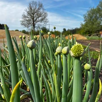 De eerste oogst van het seizoen 🥦💖🥬

Deze week is het zover: op woensdag 29 april oogsten we de eerste groentepakketten van het seizoen. Na vele weken vol zaaien, planten en de tuin voorbereiden op het nieuwe seizoen, zijn we super blij dat we deze week eindelijke verse groenten voor jullie kunnen oogsten.

Er is heel wat veranderd tegenover vorig jaar: de winkel is dit jaar langer open, je kan op woensdag ook in onze zomerbar terecht voor een drankje en we openen maar liefst 5 nieuwe afhaalpunten voor de groentepakketten. We zetten graag nog eens alle praktische details voor jullie op een rij:

✨De hoevewinkel is elke woensdag open van 12u00 tot 19u00. Je kan dus vanaf 12u00 op de boerderij terecht voor het afhalen van je groentepakket en het aankopen van verse groenten recht van het veld.
✨De hoevewinkel is verhuisd! Onze verse groenten liggen vanaf nu te blinken in de hangar, naast de zomerbar. De hangar bevindt zich achter het woonhuis links.
✨De zomerbar is open op woensdag vanaf 12u00. Kom dus gerust langs voor een fris drankje op het veld. We verwelkomen je graag!
✨De afhaalpunten voor onze groentepakketten zijn dit jaar in Geel, Winkelomheide, Diest, Westerlo en Tessenderlo.

Zin gekregen in verse groenten? Inschrijven voor een groentepakket kan via onze website: https://strackxhoeve.be/winkelen/